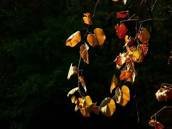 Autumn Necklace by Dave Wyman
