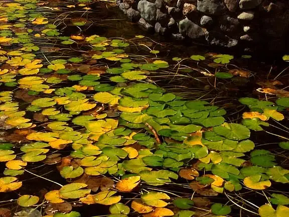 Lily Pads at the Wawona Hotel by Dave Wyman