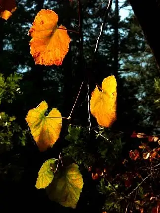 Fall Leaves by Dave Wyman