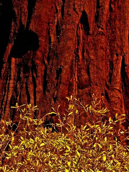 Autumn in Yosemite - 2004 by Dave Wyman by Dave Wyman