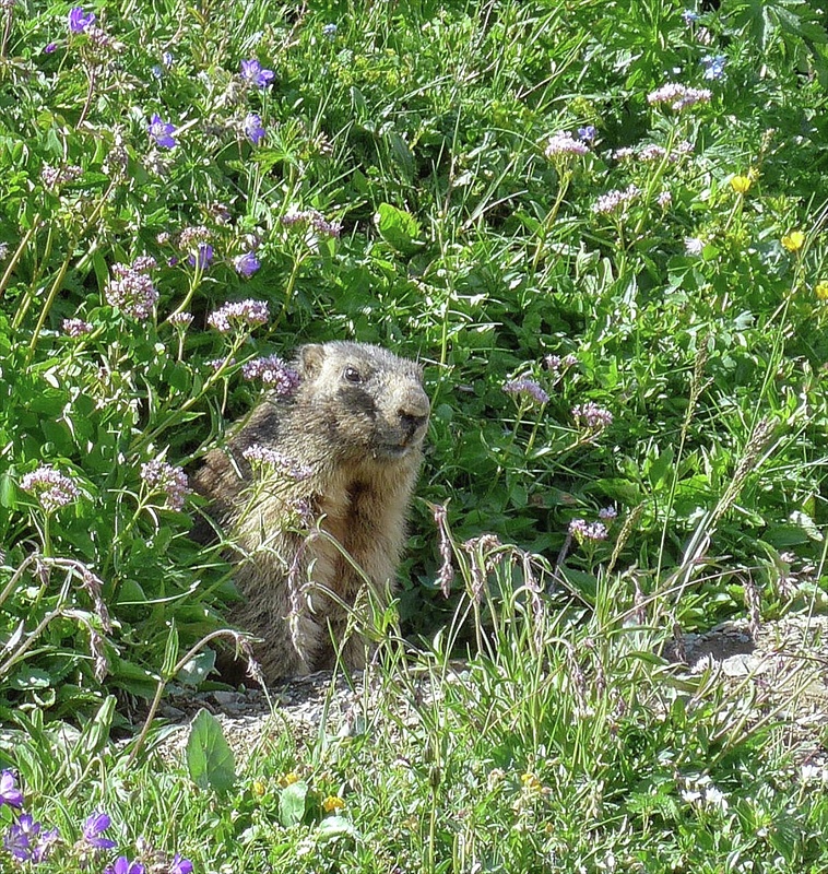An Italian Marmot