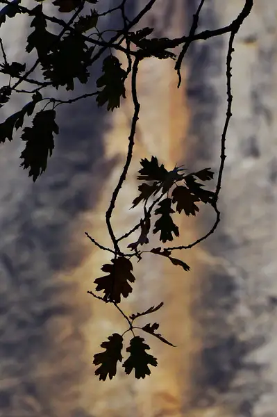 Oak leaves in Front of a Dry Upper Yosemite Falls by...
