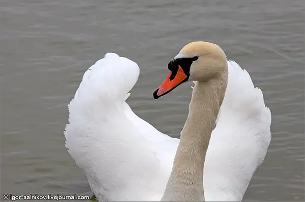 Swan_lake by IgorSalnikov