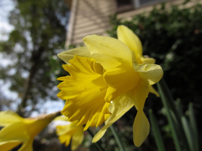 155 022313 daffodils