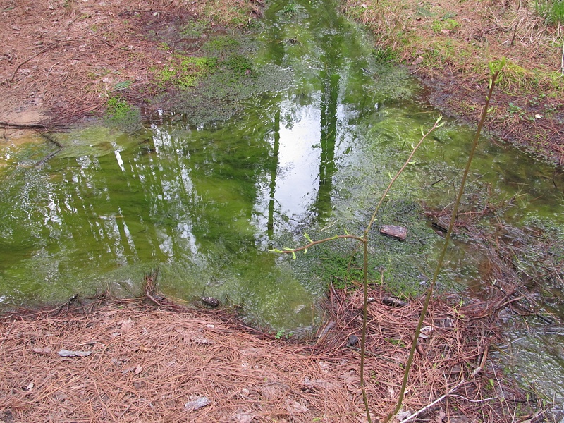010 algae-filled pool