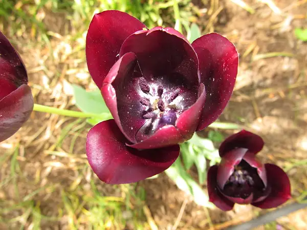 042113 036 black tulips by Pat Serio