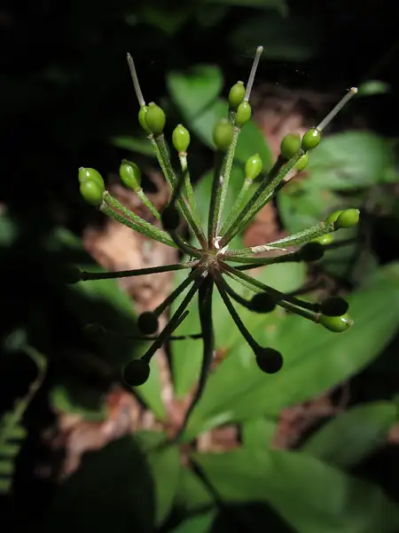 022 Clintonia Lily fruit by Pat Serio