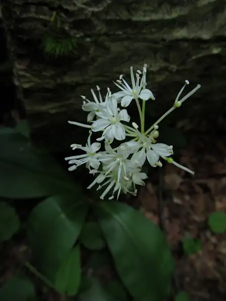 033 Clintonia Lily by Pat Serio
