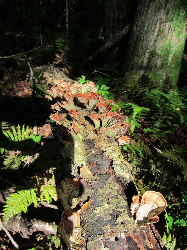 007 fungus-covered log