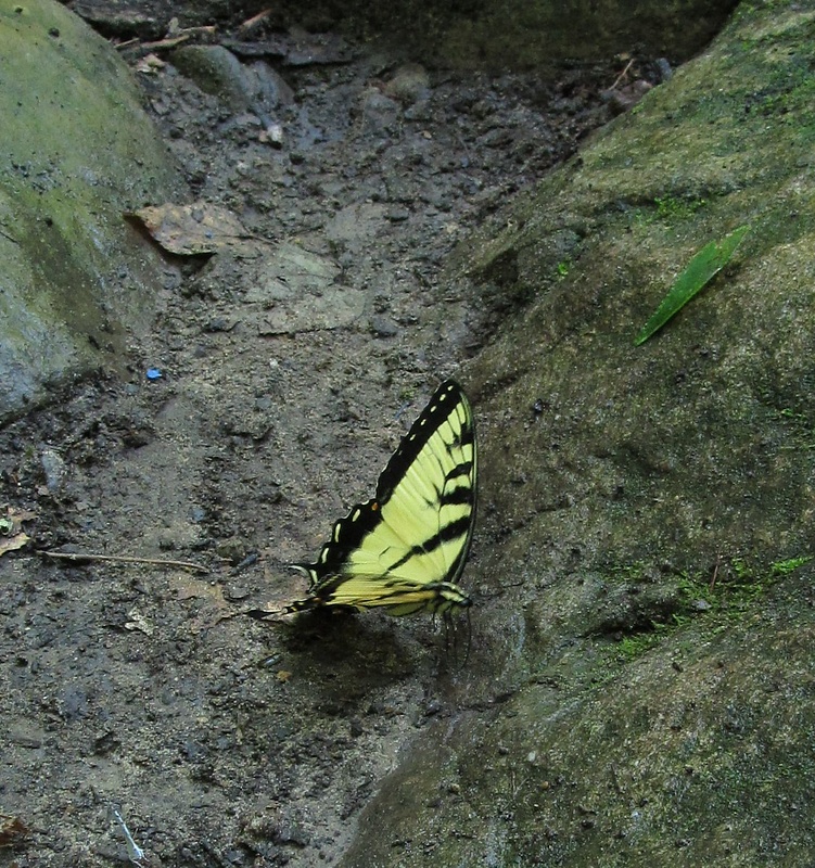 048 Tiger Swallowtail