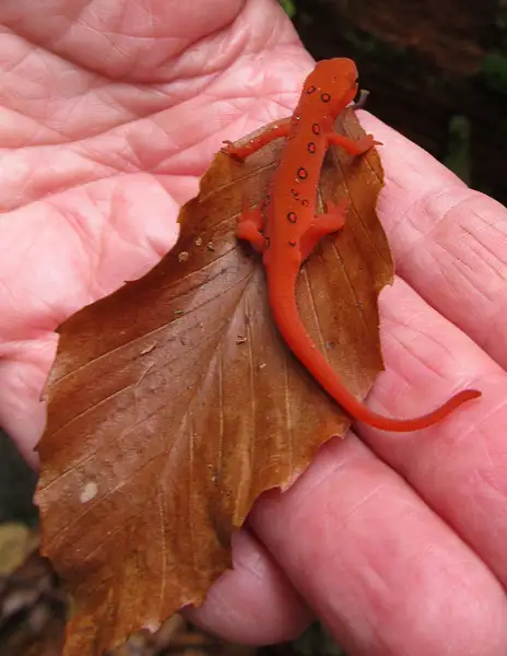 017 Red Eft by Pat Serio