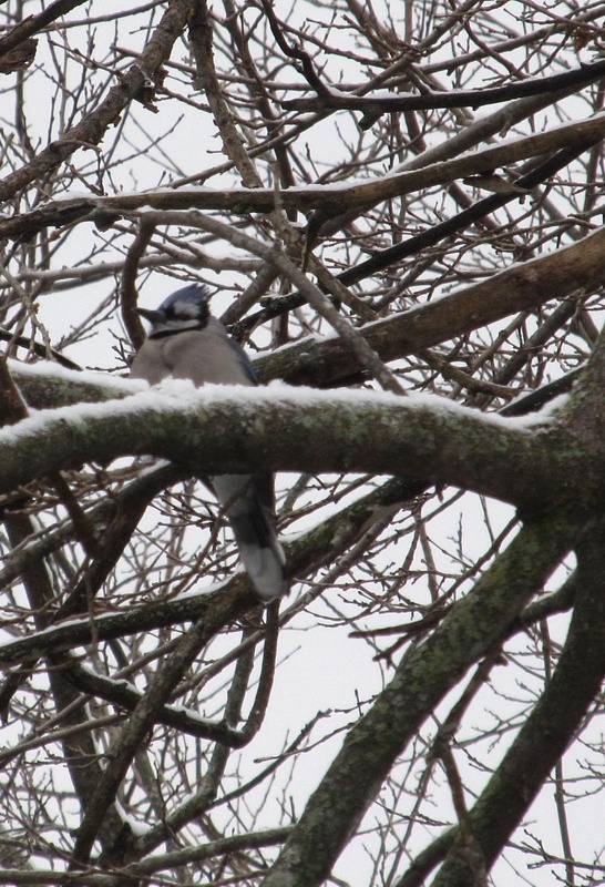 020 112813 a cold bluejay