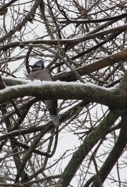 020 112813 a cold bluejay by Pat Serio