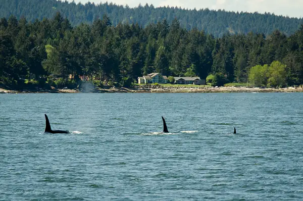 2018-05-07 098 Orcas, WA Upload by Ken Everly