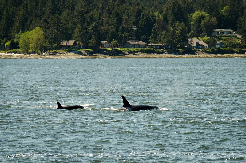 2018-05-07 102 Orcas, WA Upload