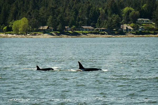 2018-05-07 102 Orcas, WA Upload by Ken Everly