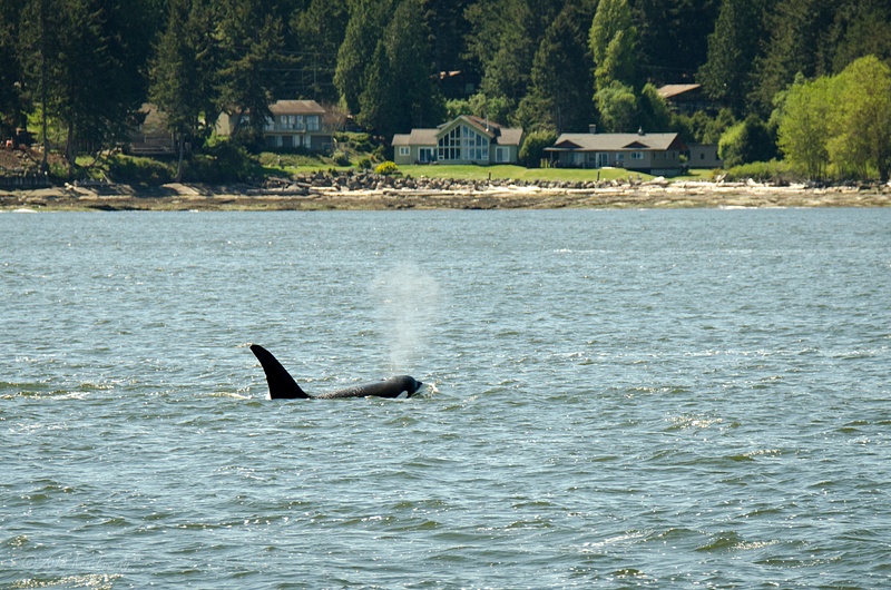 2018-05-07 103 Orcas, WA Upload
