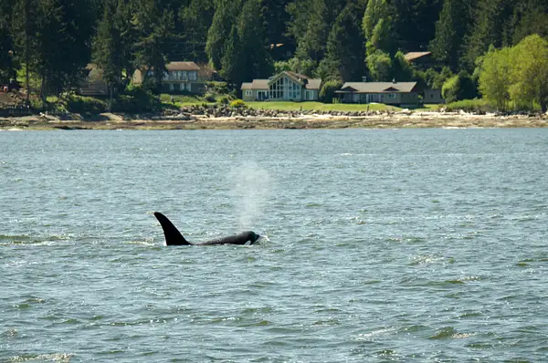 2018-05-07 103 Orcas, WA Upload by Ken Everly