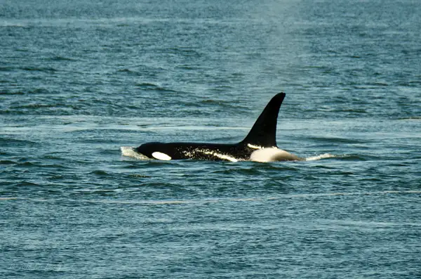 2018-05-07 106 Orcas, WA Upload by Ken Everly