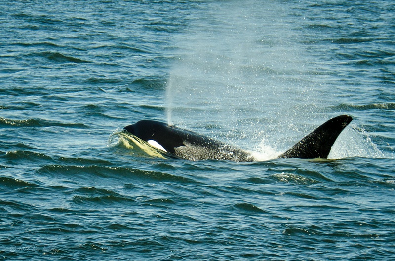 2018-05-07 107 Orcas, WA Upload
