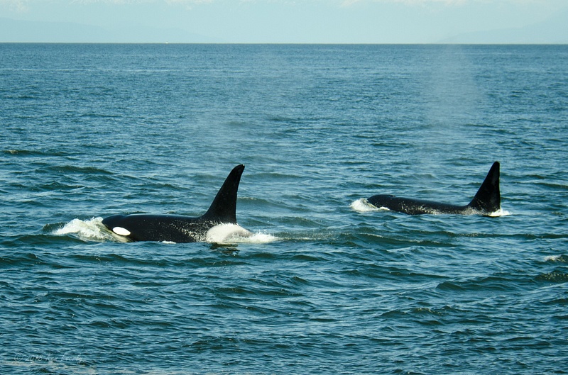 2018-05-07 108 Orcas, WA Upload