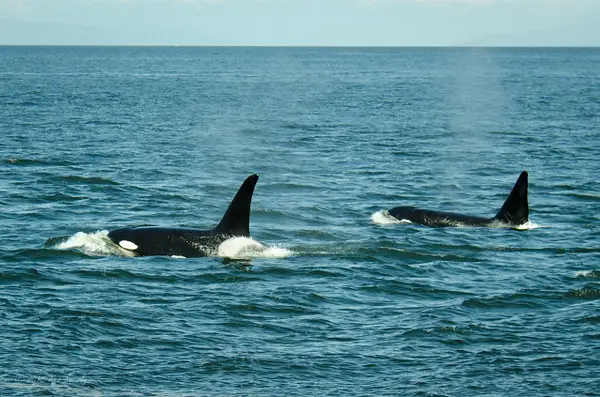 2018-05-07 108 Orcas, WA Upload by Ken Everly