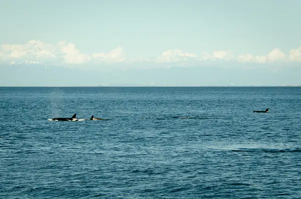 2018-05-07 111 Orcas, WA Upload by Ken Everly
