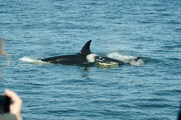 2018-05-07 115 Orcas, WA Upload by Ken Everly