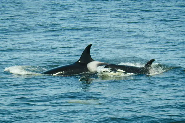 2018-05-07 116 Orcas, WA Upload by Ken Everly