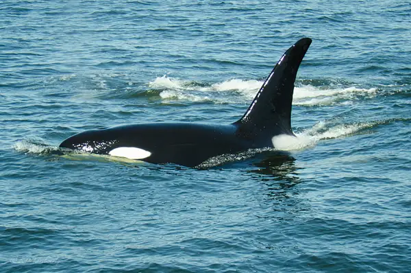 2018-05-07 117 Orcas, WA Upload by Ken Everly