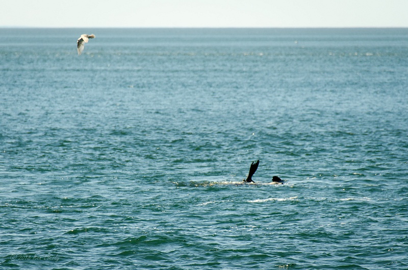 2018-05-07 132 Orcas, WA Upload