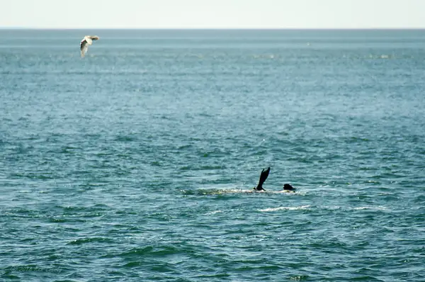 2018-05-07 132 Orcas, WA Upload by Ken Everly