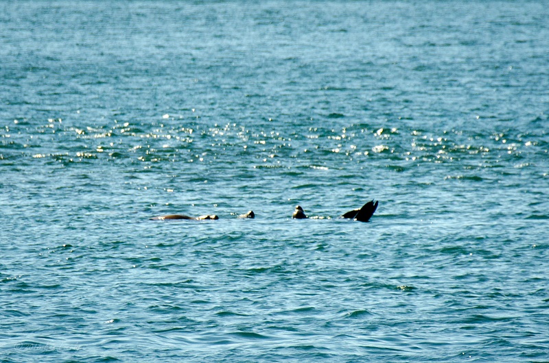 2018-05-07 135 Orcas, WA Upload