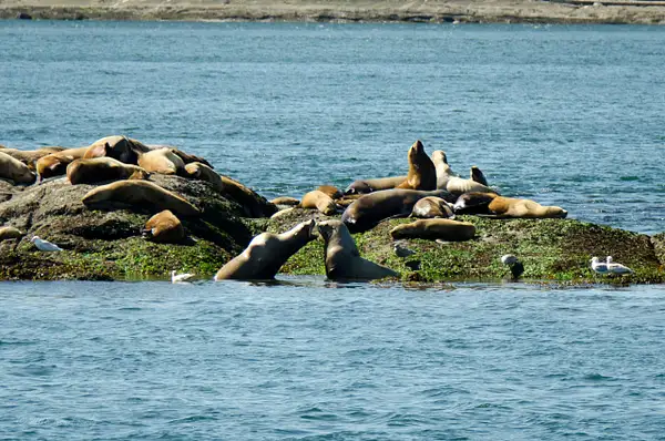 2018-05-07 137 Orcas, WA Upload by Ken Everly