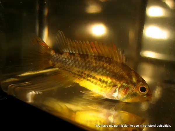 Apistogramma cacatuoides Double Red by Lotsoffish