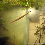 Long Mouth Pipefish