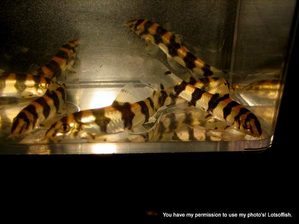 Loaches by Lotsoffish