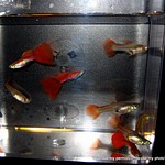 Gold Red Guppies
