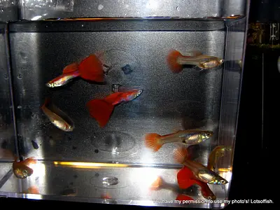 Gold Red Guppies