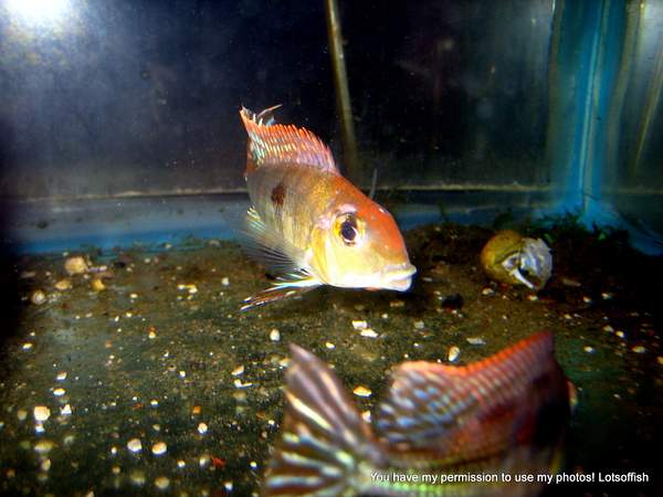 Geophagus sp 'tapajos red head' by Lotsoffish