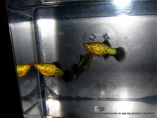 Black Spotted Green Platy's by Lotsoffish