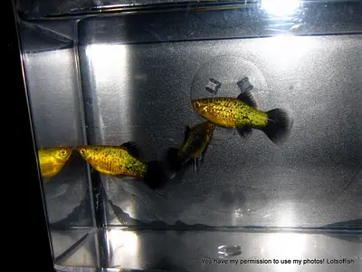 Black Spotted Green Platy's