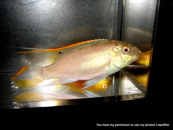 Albino Kribensis,  Pelvicachromis pulcher by Lotsoffish...