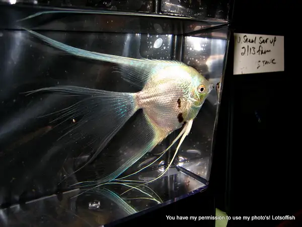 Philippine Blue Platinum Light Marble Angelfish by...