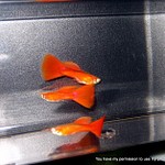 Carl's Albino Moscow Red Guppies