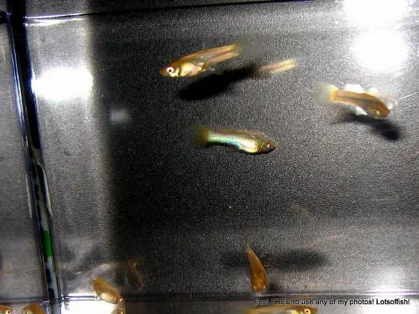 Yellow Veil Tail Micariff Guppies by Lotsoffish by...