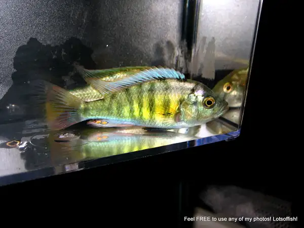 Haplochromis sp. 'tomato' by Lotsoffish by Lotsoffish