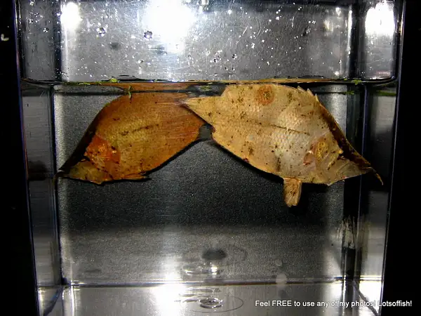 South American Leaffish Monocirrhus polyacanthus by...