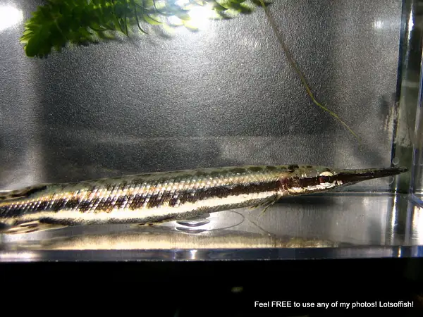 Spotted Gar,  Lepisosteus oculatus by Lotsoffish by...