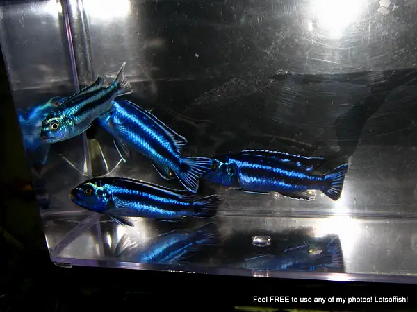 Melanochromis cyaneorhabdos 'Maingano' by Lotsoffish by...